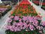 Provided by High Country Gardens, Hotchkiss 