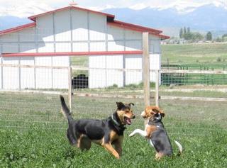Sun Pony Ranch - Berthoud, CO