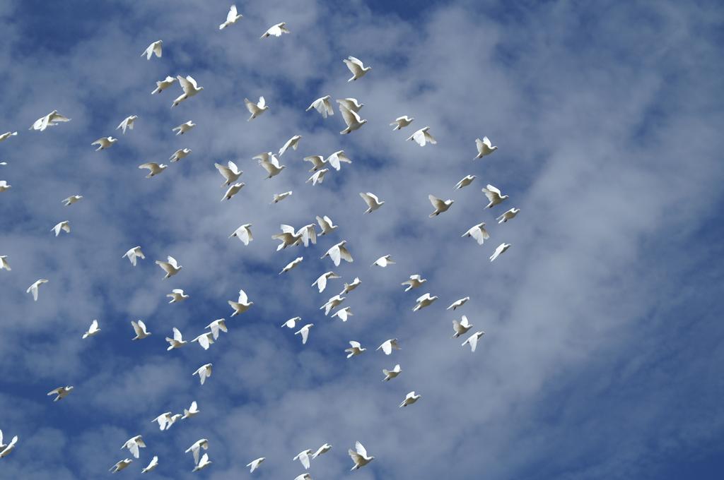 white birds unlimited arvada co 80002 303 422 3683 white birds unlimited arvada co 80002 303 422 3683