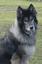 Provided by Utopia Animal Care, Smithfield 