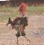 poor rooster.jpg 