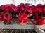 Provided by Yon's Green Pond Nursery, Woodruff 