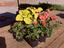 Provided by Yon's Green Pond Nursery, Woodruff 