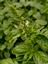 Provided by Yon's Green Pond Nursery, Woodruff 