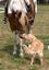 Forrestel Farm Riding Camp