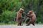 Provided by Happy Brown Bears Pre School & Day Care, Richmond 