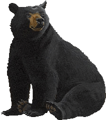 Yosemite bear