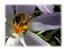 Provided by Bee Humble Bee Removal, La Honda 