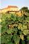 Provided by Atwater Estate Vineyards, Burdett 