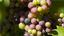 Provided by Atwater Estate Vineyards, Burdett 