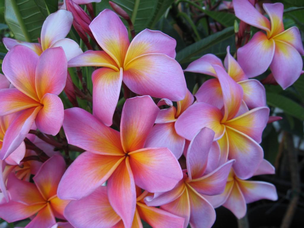 Plumeria coupons