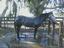 Provided by Shandoni Ranch, Elverta 