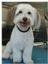 Provided by Beauty for The Beasts Mobile Dog Salon, Rancho Santa Fe 