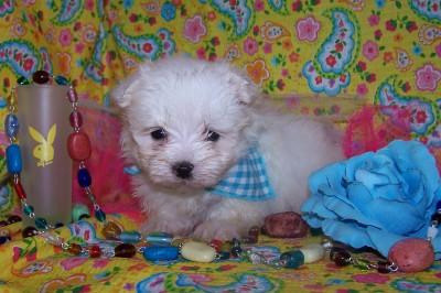 powell s puppy palace walker kennel pearson ga 31642 912 422 3982 cat boarding powell s puppy palace walker kennel pearson ga 31642 912 422 3982 cat boarding