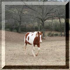 Sweet-P Farms - Blue Ridge, GA