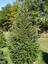 Provided by Richland Grove Tree Farm, Lynn Center 