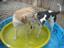 Provided by Pampered Pupz, Libertyville 