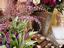 Fresh Flower Market