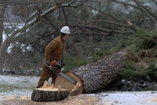 Budget Arbor & Logging, LLC - Spokane, WA