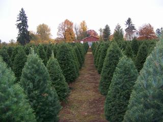 Country Charm Acres Farm - La Center, WA