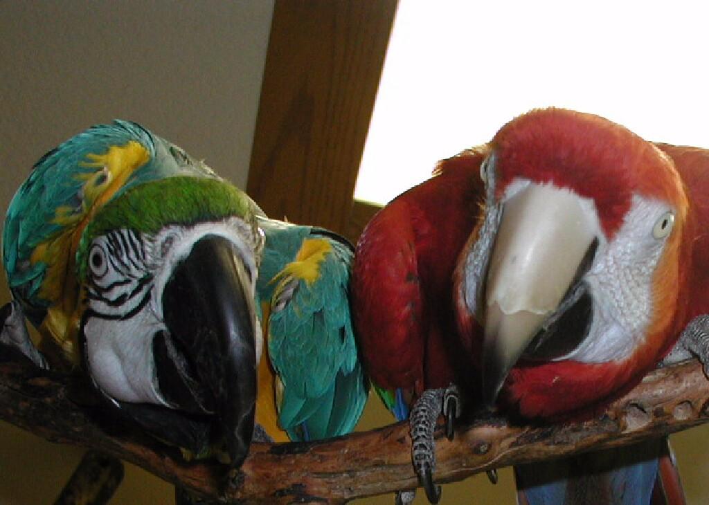n w bird rescue adoption orphanage inc aka bird mans n w bird rescue adoption orphanage inc aka bird mans