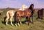 Horseshoe Herbals LLC
