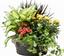 Belladonna Florist