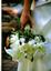 August Lalli Flowers