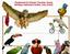 Wings of Love Inc. Bird Shows