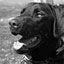 All-States Cremation Services Inc - Englewood Image