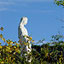 Monument of Faith Church of God In Christ