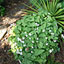 Rock Spray Nursery