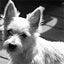 All Fur Love Pet Care