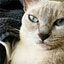 Hopi Animal Hospital Pllc