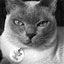 Click to view Aunt Pink's Pet Salon photo gallery