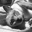 Hollywood Hounds - Azle
