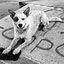 Happy Shack Dog Training & Grooming