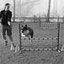K 9 Academy Dog Training