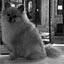 Howlin Day Inn Dog Grooming Spa