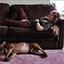 Dogs Day Inn llc