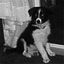 Ansonia Silver Hill Pet Resort