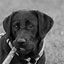 Bubbles & Bows Boutique & Kennels Inc