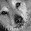 Kamp Lil Paws