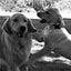 Green Country K9's
