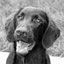 Hair of The Dog Mobile Grooming