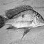 Belpre Aquarium