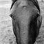 Bluegrass Boots & Saddles