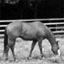Northville Horseshoe Supply Company.