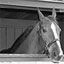 Northville Horseshoe Supply Company.