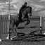 Woodloch Stable * Tack